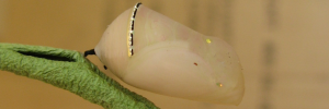 Pupae